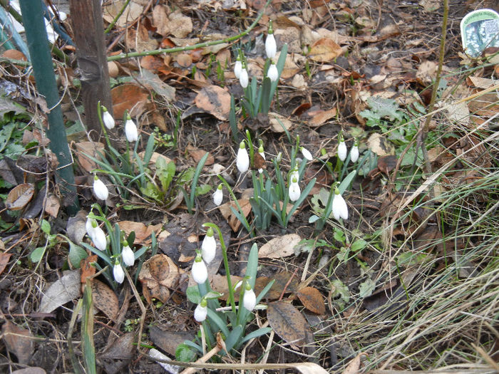 Snowdrops (2013, February 25) - GHIOCEI_Galanthus nivalis