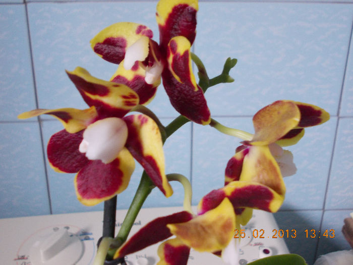 25 febr 2013-flori 011