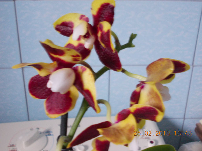 25 febr 2013-flori 012