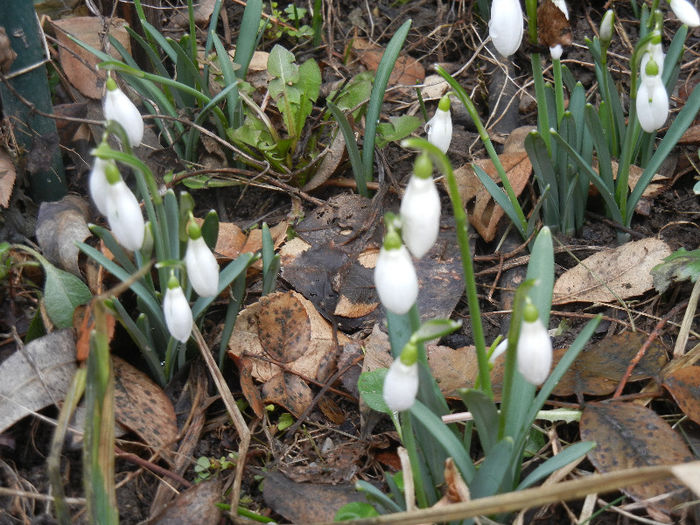 Snowdrops (2013, February 25) - GHIOCEI_Galanthus nivalis