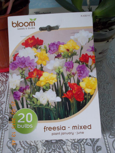 25 febr 2013-flori 017