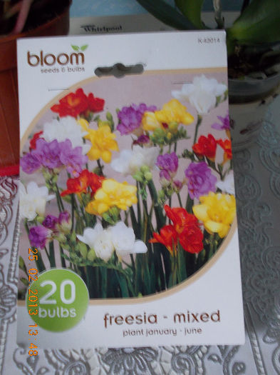 bulbi freesia mixed