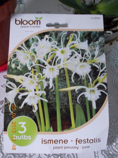 25 febr 2013-flori 022