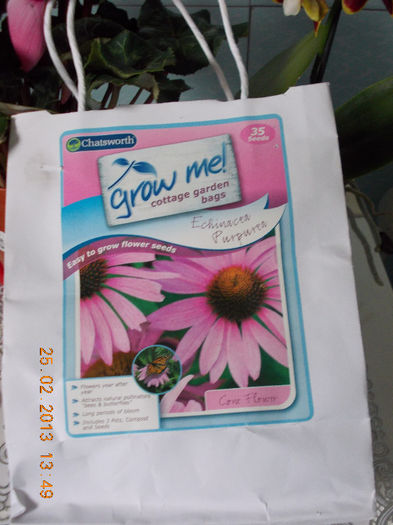 25 febr 2013-flori 025