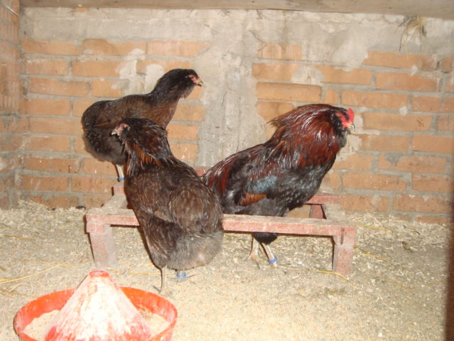 DSC03717 - 0 ARAUCANA