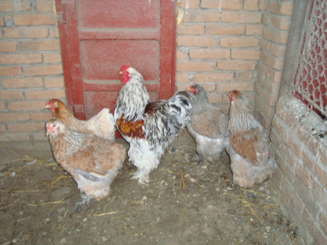 2012 - 4 BRAHMA ROTGESATTELT