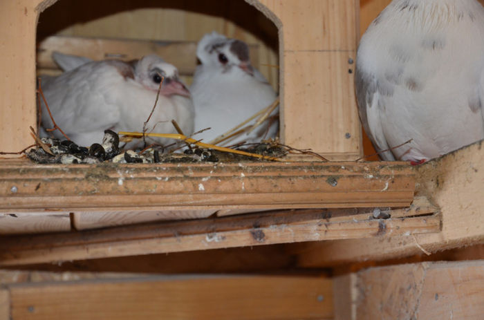 primul pui de porumbel