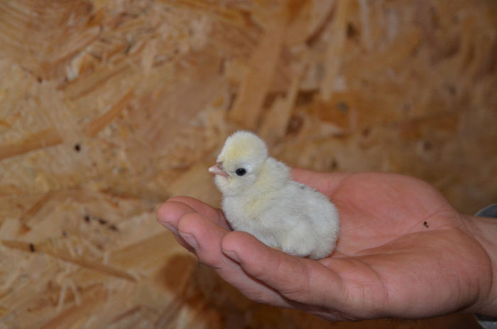 cheia 23 feb 2013 036