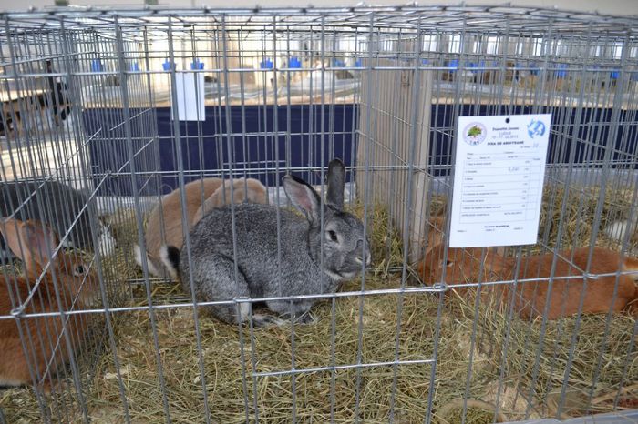 DSC_0093 - Mascul 1 Chinchilla Mare