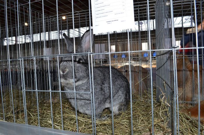 DSC_0035 - Mascul 1 Chinchilla Mare