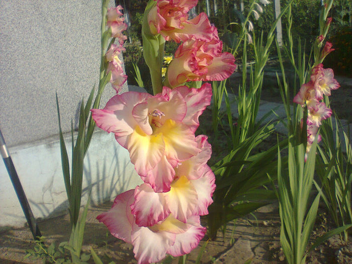 Fotografie0525 - F Flori de gradina