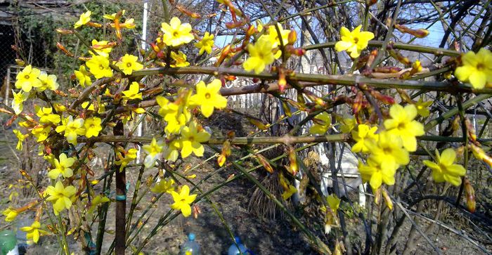 jasminum nudiflorum