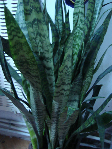 sansevieria - florile mele 1