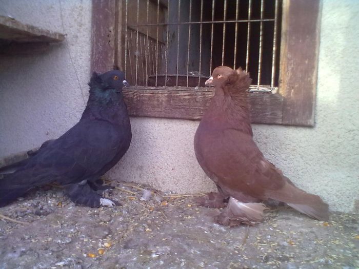 M 2012RO       F 2009H