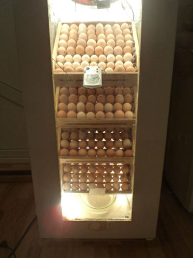 mi-am propus o singura incubare