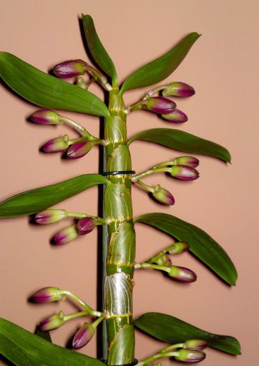  - Dendrobium 2