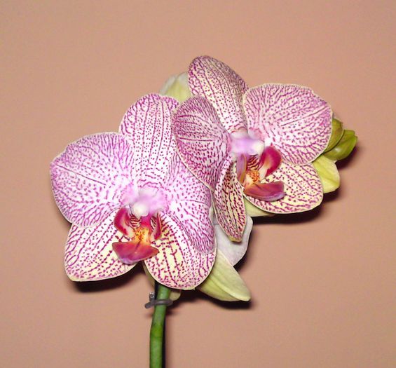  - Phalaenopsis 2