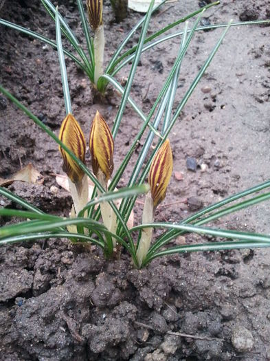 crocusi galbeni; 25febr2013
