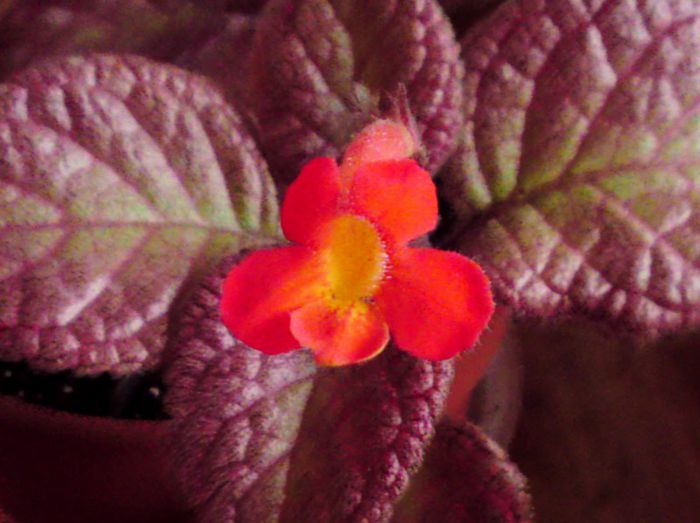 Strawberry Mist - Episcia