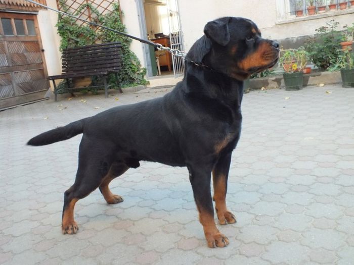 Omar - tatal Amirei - Rottweiler - Amira