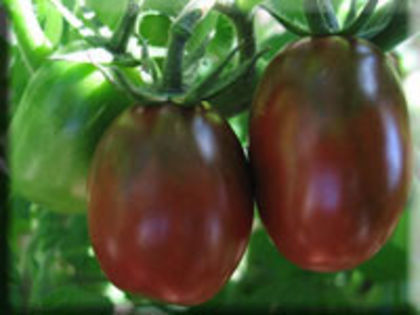 blackplum - TOMATE CHERRY BLACK PLUM