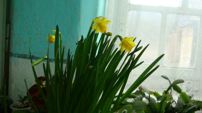infloresc - Flori de primavara