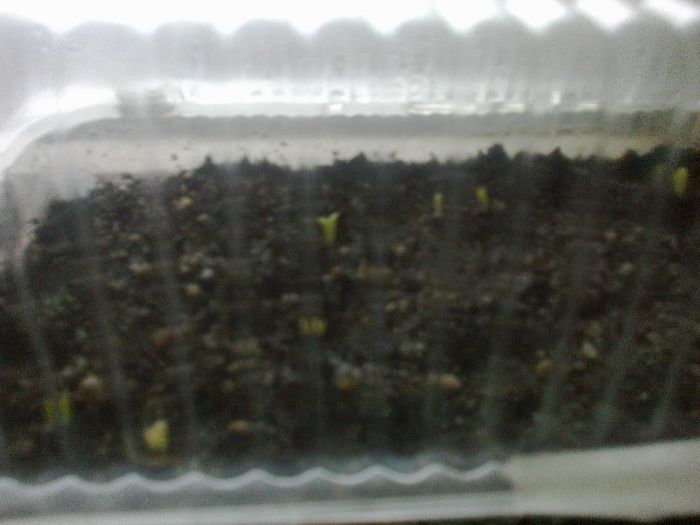 17 februarie 2013 semanate seminte cactus
