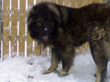 GORILA,TATA LUI DIXI; PROPRIETATEA CANISEI DE NEAMT
