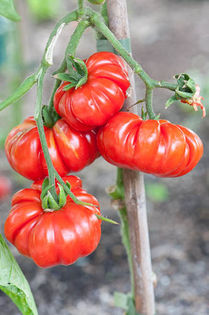 TOMATE COSTOLUTO FIORENTINO - TOMATE COSTOLUTO FIORENTINO