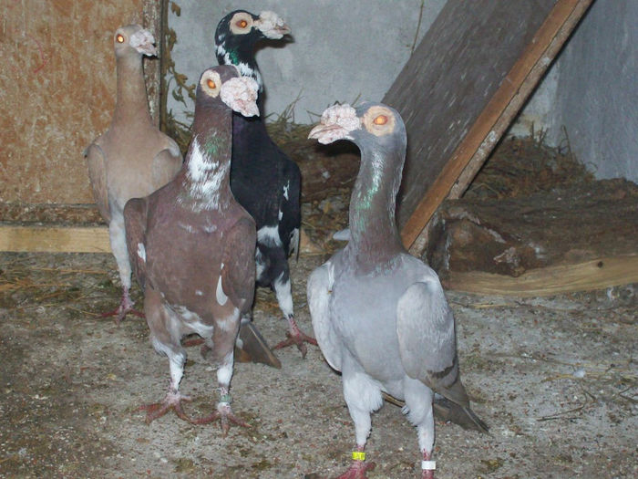 102_6133 - carieri