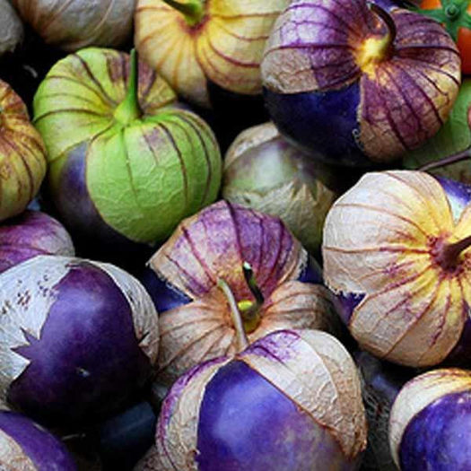 Tomatillo-Purple-I-p - TOMATE TOMATILLO PURPLE
