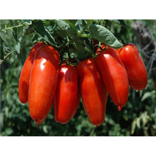 tomato-_san_marzano - TOMATE SAN-MAZARO