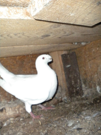 DSCN9541; voiajor german
