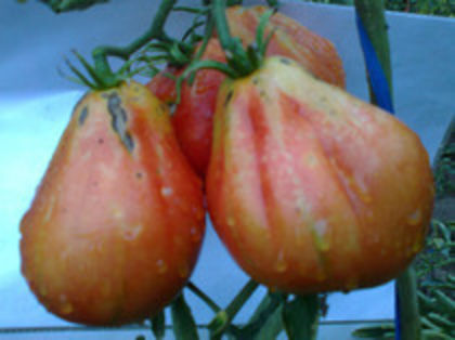 RED TRUFLE - TOMATE RED TRUFFLE