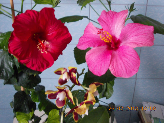 26 febr 2013-flori 019 - hibiscus -1