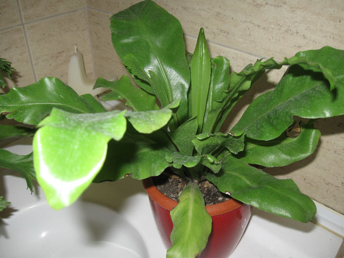 Asplenium