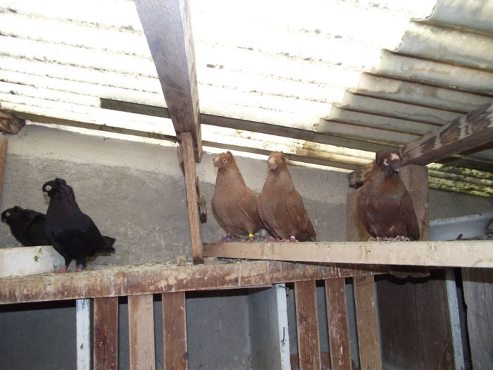 POZE DECEMBRIE 2012 550; pereche de galbeni
