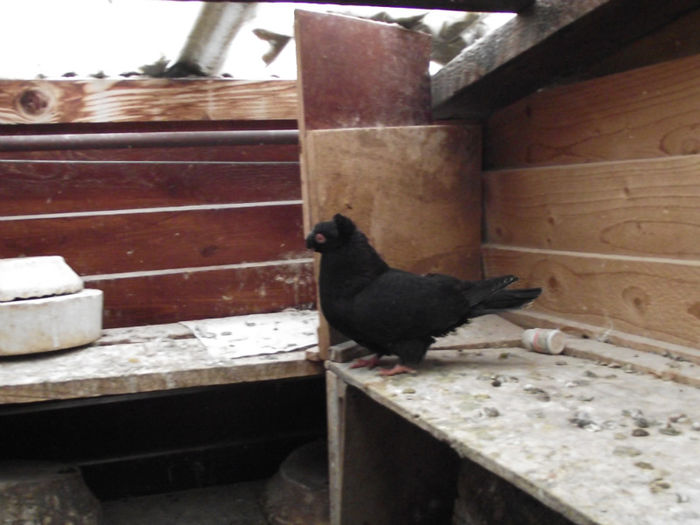 POZE DECEMBRIE 2012 578; femela galbena
