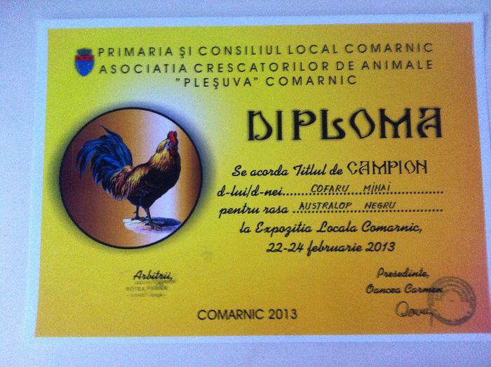 Campion Australorp - Comarnic 2013