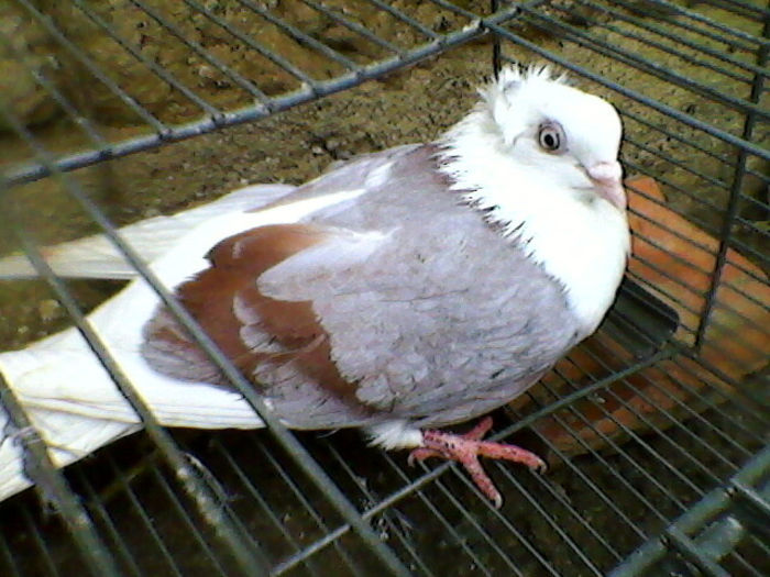 Ady91-0008