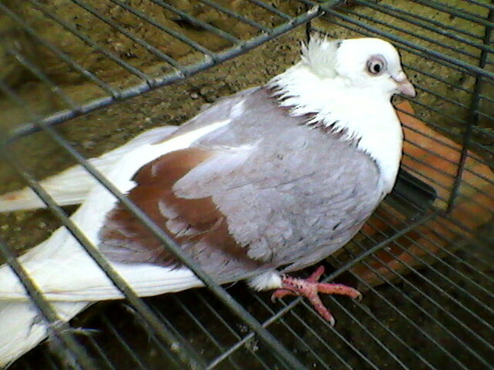Ady91-0009