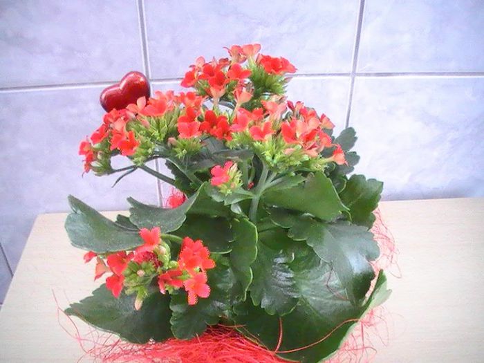 kalanchoe rosu