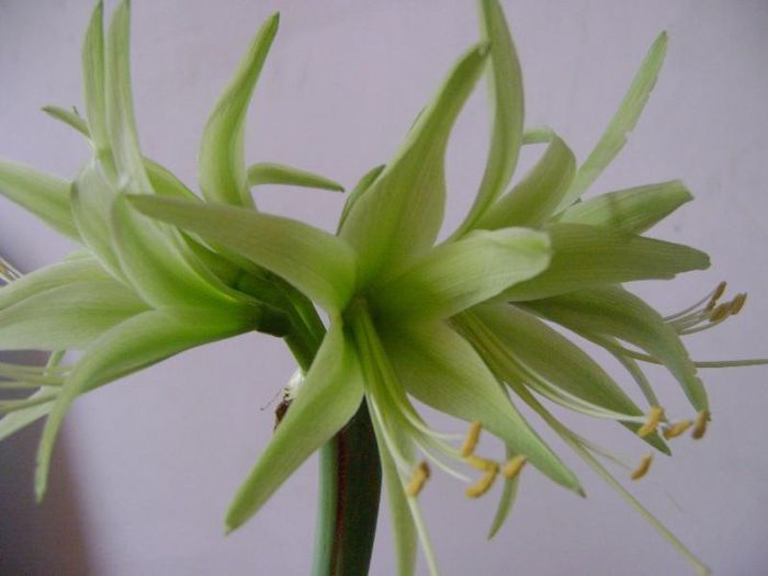 Evergreen - AMARYLLIDACEAE-Hippeastrum