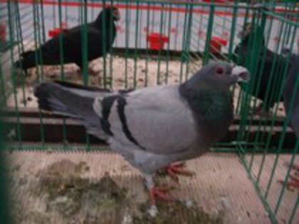 35963210_LFDRFFEIP - porumbei dragoni