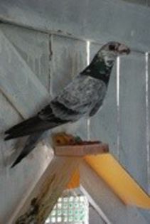 35963211_AEUHYLHNT - porumbei dragoni