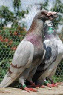 35963224_NBLQNKEOJ - porumbei dragoni