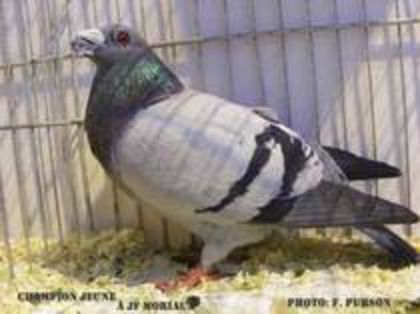 35987823_DEUIHCFEH - porumbei dragoni