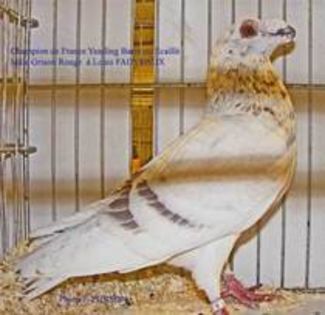 35987828_VMZDASOJJ - porumbei dragoni
