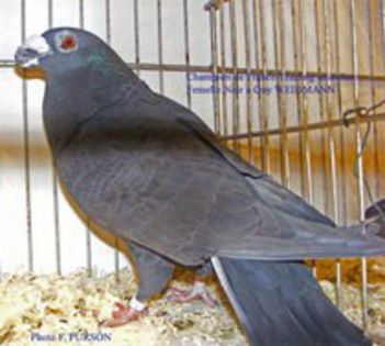 35987834_VRMLENSCH - porumbei dragoni