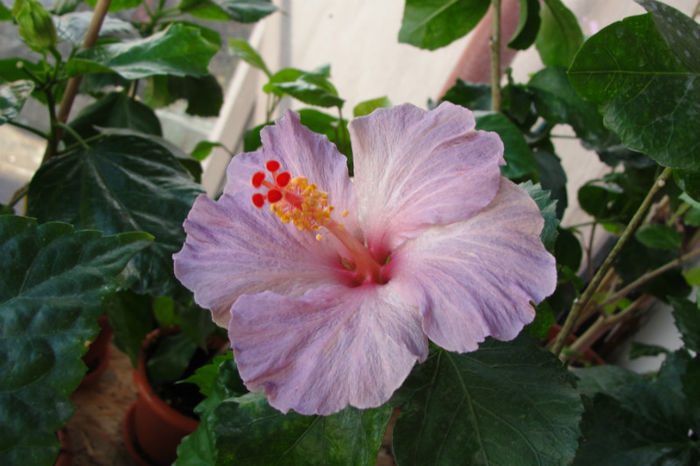hibiscua Blue Skies - Hibiscus Gommer 1